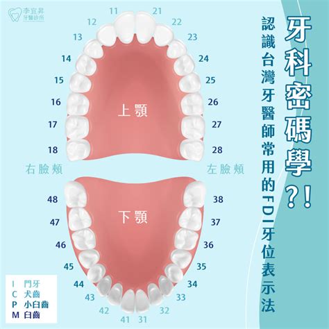 牙齒 單數|teeth 與「牙」或「齒」或「牙齒」或「齒牙」等的轉換密碼，兼。